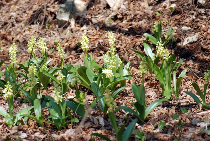 Orchis pallens